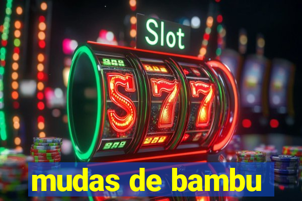 mudas de bambu